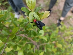 Bromophila caffra