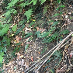 Hymenasplenium subnormale