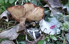 Paxillus cuprinus