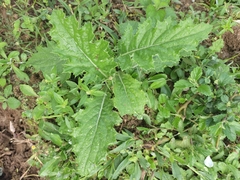 Crassocephalum crepidioides