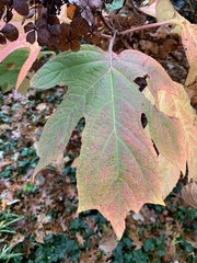 Hydrangea quercifolia