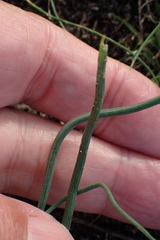 Allium vineale