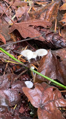 Strobilurus trullisatus