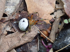 Bijoaraneus