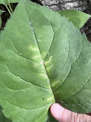 Scrobipalpula manierreorum