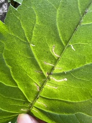 Scrobipalpula manierreorum