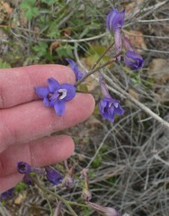 Delphinium scaposum