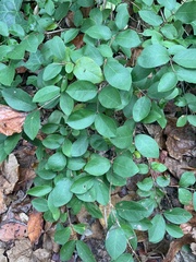 Lonicera fragrantissima