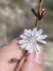 Stephanomeria exigua