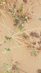 Capnophyllum africanum