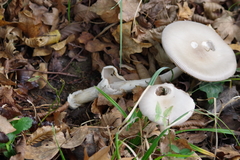 Amanita vaginata