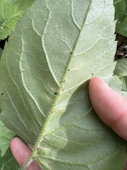 Scrobipalpula manierreorum