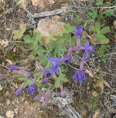 Delphinium scaposum