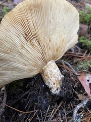 Lactarius scrobiculatus