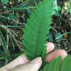 Pteris austrotaiwanensis
