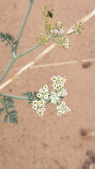 Capnophyllum africanum