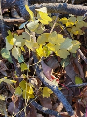 Thalictrum venulosum