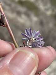 Stephanomeria exigua