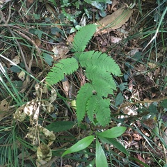 Pteris austrotaiwanensis