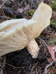 Lactarius scrobiculatus