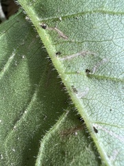 Scrobipalpula manierreorum