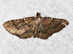 Horisme punctiscripta