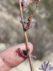 Stephanomeria exigua