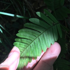 Pteris austrotaiwanensis
