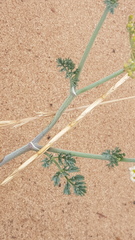 Capnophyllum africanum