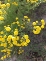 Oncosiphon pilulifer