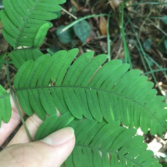 Pteris austrotaiwanensis