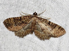 Horisme punctiscripta