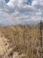 Aristida meridionalis