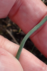 Allium vineale