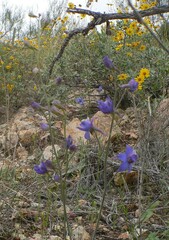 Delphinium scaposum