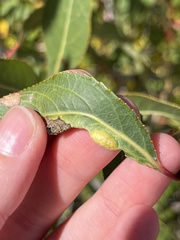 Thecabius populimonilis