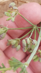Capnophyllum africanum