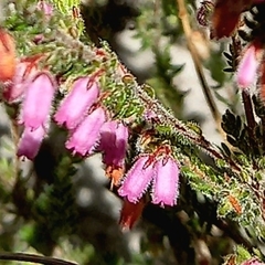 Erica garciae