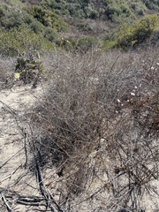 Stephanomeria exigua