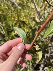 Thecabius populimonilis