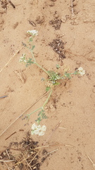 Capnophyllum africanum