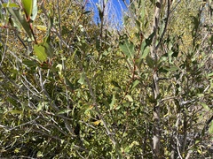 Thecabius populimonilis