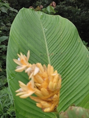Marantaceae