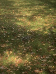 Sciurus carolinensis