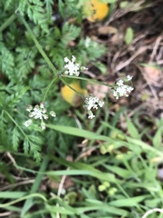 Torilis arvensis