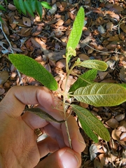 Callicarpa