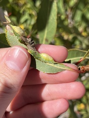Thecabius populimonilis