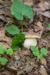 Boletus nobilis