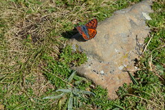 Lycaena alciphron