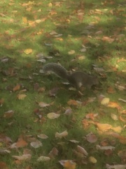 Sciurus carolinensis